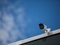 Vorschau: box-t-dorsten-hainichenring--Video berwachung.jpg